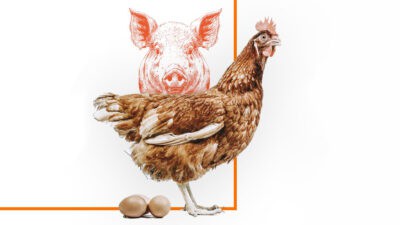 Illustration Tiere Schwein Huhn mit Eiern